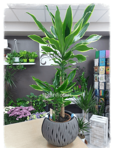 Tronchetto Dracena Lemon Lime 100 cm circa