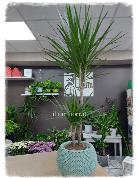 Tronchetto Dracena Classica 100cm circa